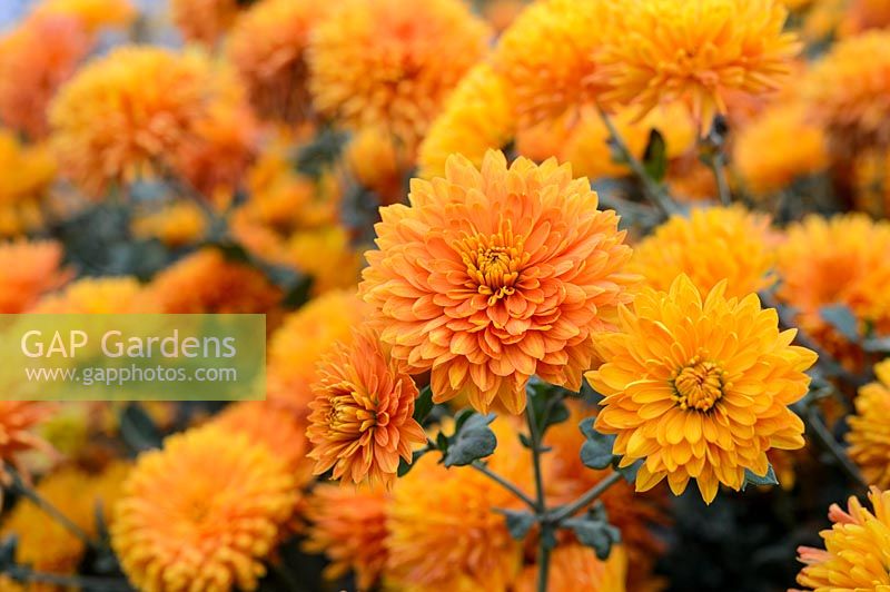 Chrysanthemum 'Dixter Orange'