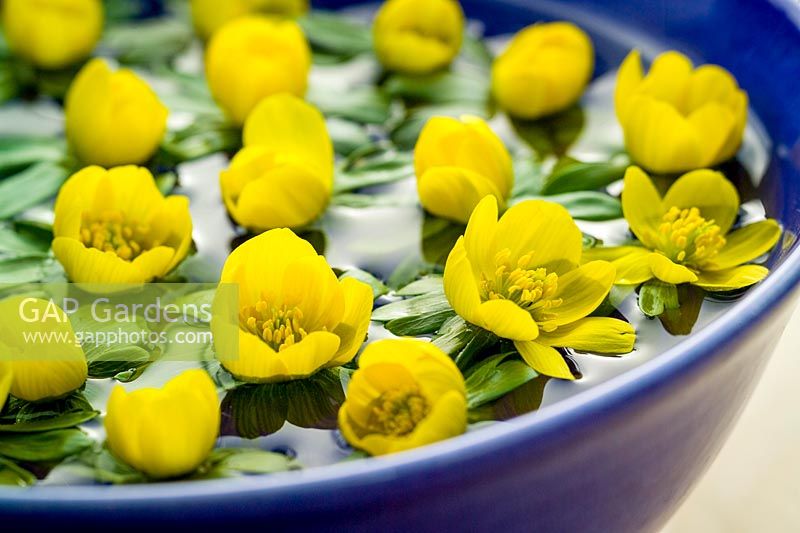 Eranthis hyemalis - Winter Aconite - flowers floating in a blue bowl