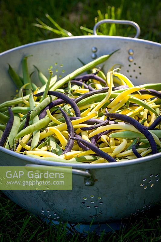 Colander of harvested mixed Phaseolus vulgaris - French bean