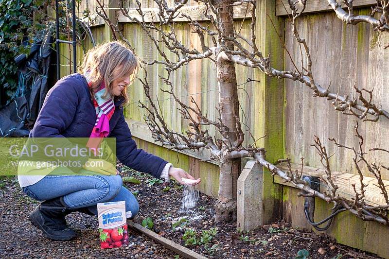 Feeding a trained espalier fruit tree with sulphate of potash