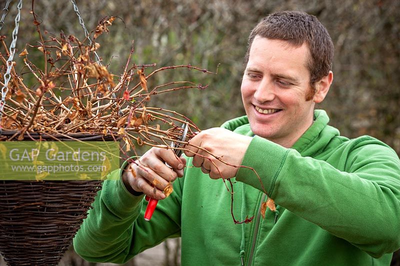 Pruning an overwintered Fuchsia in a hanging basket 