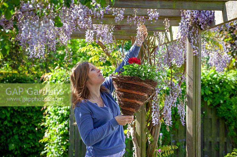 Putting up a planted hanging basket on a pergola