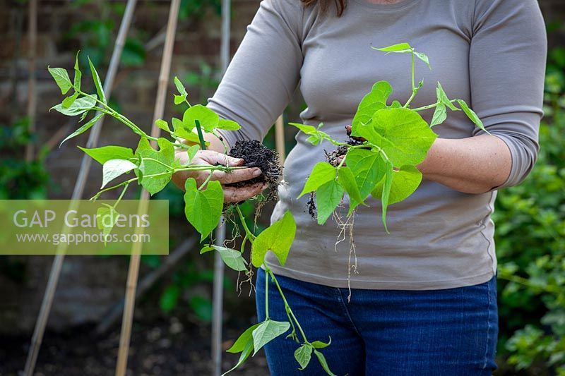 Holding Phaseolus coccineus - Runner Bean - plants ready to plant out and train up a cane wigwam