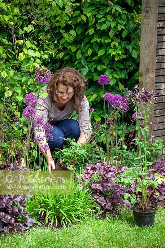 Filling gaps in a border by planting out pot-grown Aquilegia