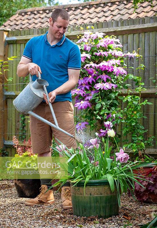 Feeding a container of Tulipa - Tulip - plants with liquid fertiliser after they've finished flowering