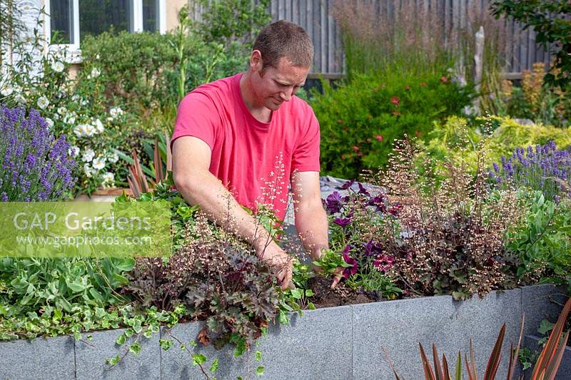 Planting out Petunia into a raised trough of Heuchera