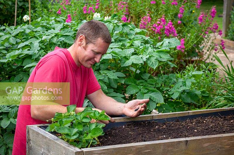 Sowing dwarf Phaseolus vulgaris - French Bean - seed into a raised bed