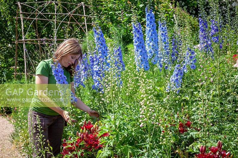 Staking Delphinium plants that have flopped over in a border