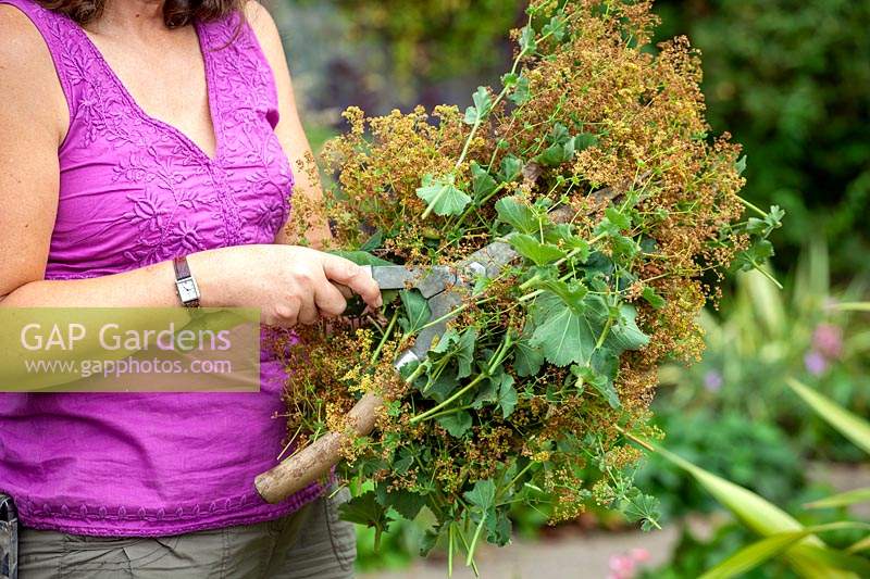 Cutting back Alchemilla mollis - Lady's-mantle - with hand shears after it has finished flowering to stop it self seeding and to encourage a second flush of young foliage