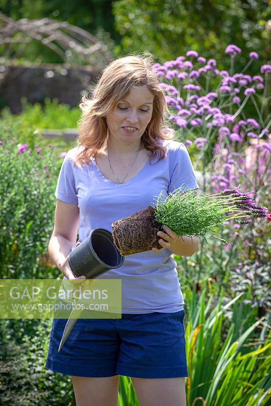 Holding a pot of Lavandula stoechas - French Lavender - ready to plant out in a border