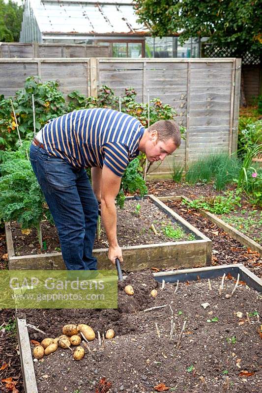 Lifting Potato tubers in the vegetable garden