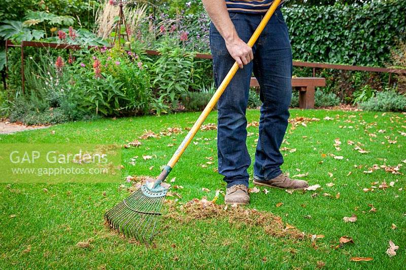 Raking up leaves from a lawn using a tine rake