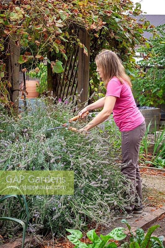 Cutting back large Lavendula - Lavender - bush that has finished flowering with hand shears