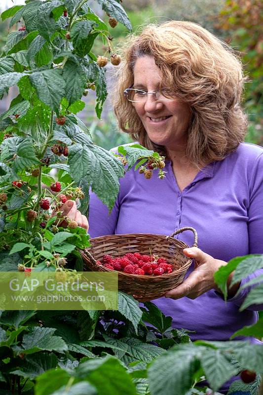 Harvesting soft fruit into a basket, Rubus idaeus - Raspberry