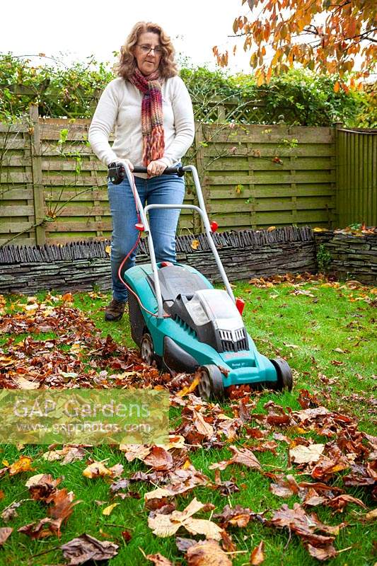 Making leaf mould. Picking up fallen leaves using a lawn mower