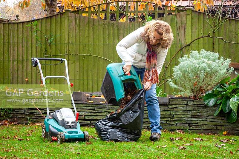 Making leaf mould. Picking up leaves using a lawn mower then putting them into a bin liner