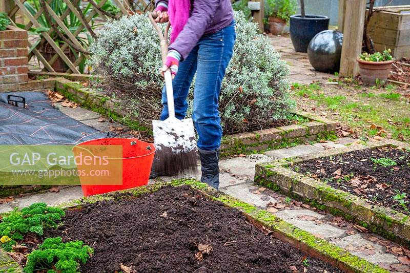 Mulching bare beds in the vegetable garden with garden compost