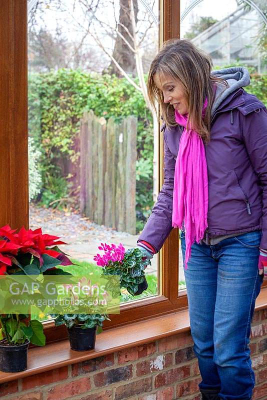 Placing a houseplant, Cyclamen, on a window ledge in a conservatory