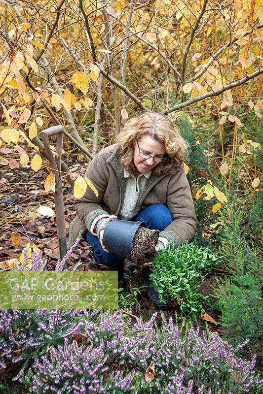 Planting a container-grown fragrant shrub in a border, Sarcococca - Sweet Box
