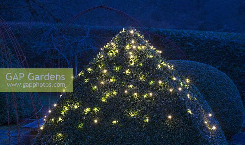 Fairy lights strung over Buxus - Box - pyramid topiary