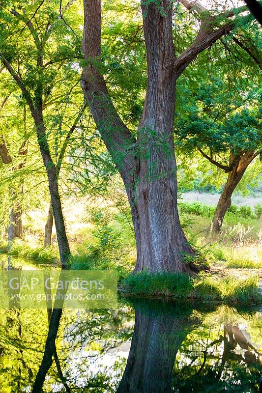 Mature tree growing at the water's edge at Mill Creek Ranch in Vanderpool, Texas designed by Ten Eyck Landscape Inc, July.