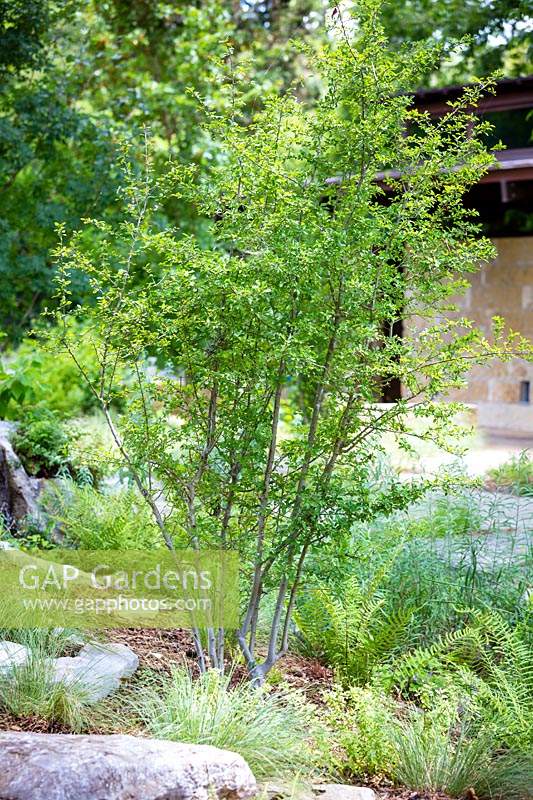 Ilex decidua, planted in mixed bed at Mill Creek Ranch in Vanderpool, Texas, designed by Ten Eyck Landscape Inc, July.