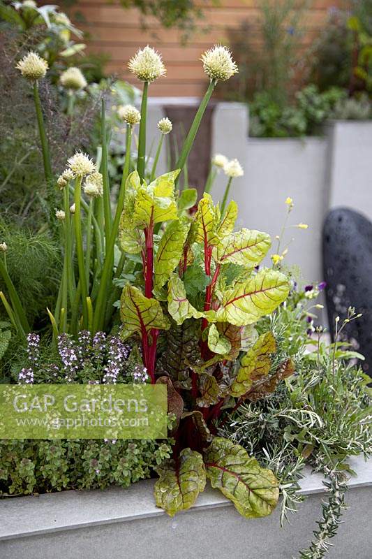 Contemporary herb garden - 'Tending the Mind' garden at RHS Chatsworth Flower Show 2019.