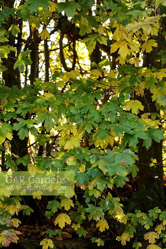 Acer campestrefoliage - Field Maple in November.