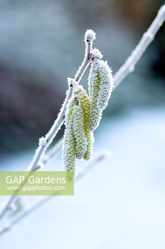 Corylus avellana, hazel tree catkins, covered in frost in winter.