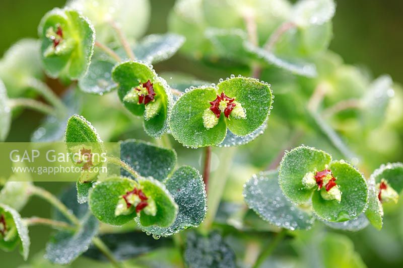 Euphorbia x martini, Spurge in rain.