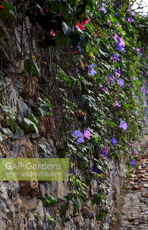 Sintra, Portugal - Morning Glory 'Ipomoea Purpurea' g rowing on stone wall in November.