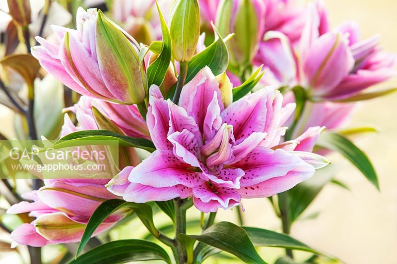 Lilium 'Tosca' Double lily.