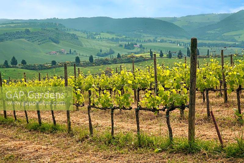 Grape vines - Tuscany, Italy.