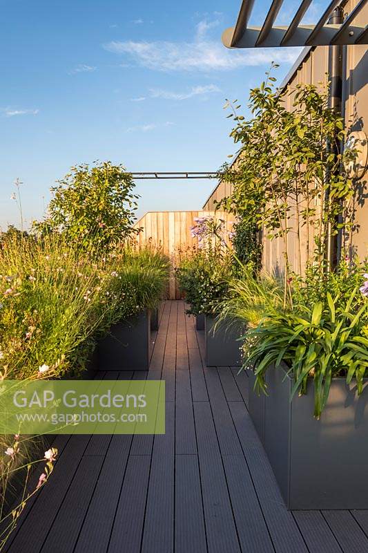 Roof garden with large containers planted with Gaura lindheimeri 'Whirling Butterflies', Pennisetum alopecuroides 'Hameln', Chinese fountain grass, Myrtus communis subsp. tarentina, Trachelospermum jasminoides and Agapanthus. 