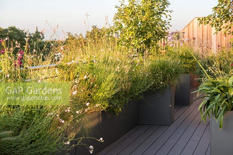 Roof garden with large containers planted with Gaura lindheimeri 'Whirling Butterflies',  Penstemon 'Raven' AGM and grass Pennisetum alopecuroides 'Hameln'
