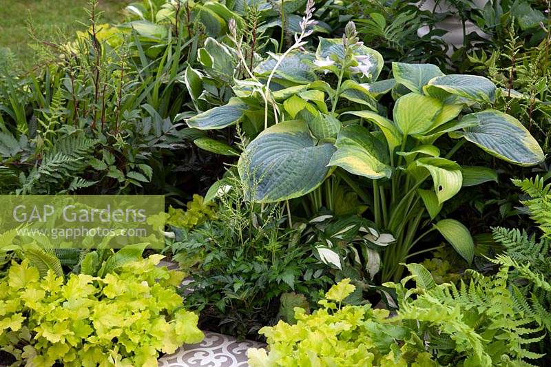 shade loving plants in 'White and Shade' - Beautiful Borders - BBC Gardener's World Live 2018