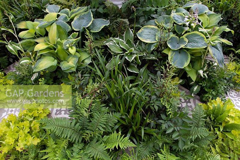shade loving plants in 'White and Shade' - Beautiful Borders - BBC Gardener's World Live 2018