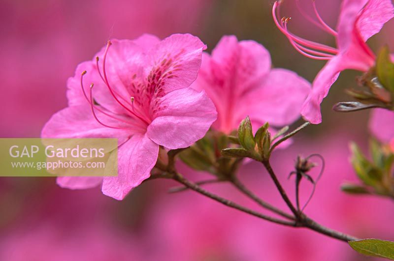 Rhododendron obtusum var. japonicum