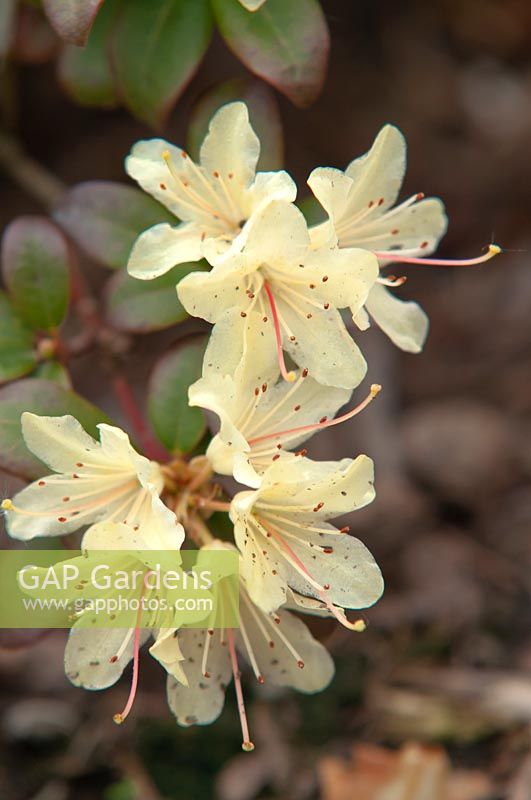 Rhododendron hanceanum - keiskei 'Princess Anne'
