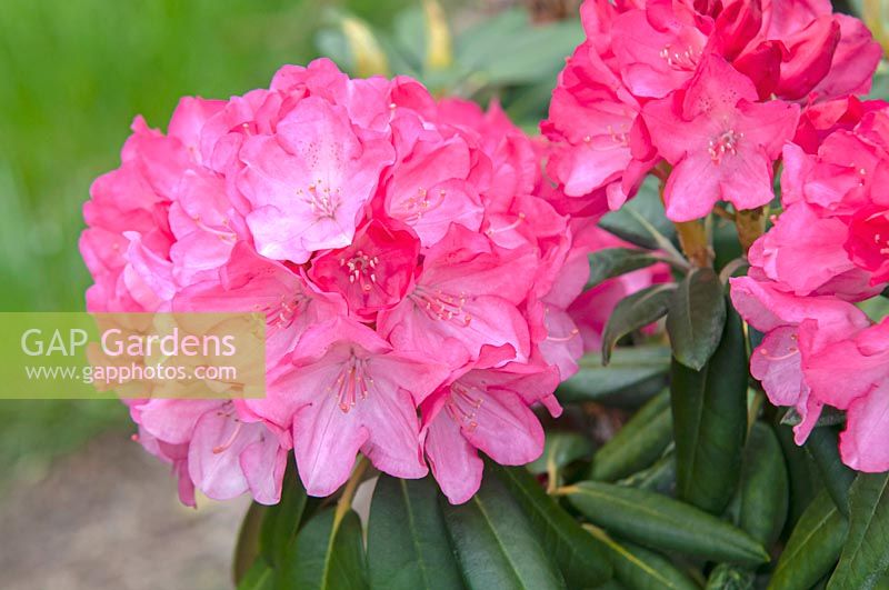 Rhododendron williamsianum hybrid 'Fantastica'
