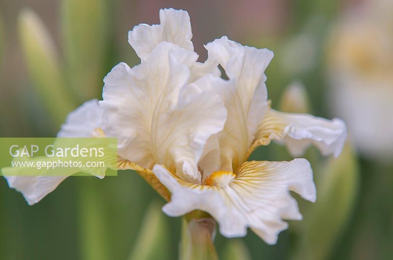 Iris 'With Ice' - Intermediate Bearded iris.

