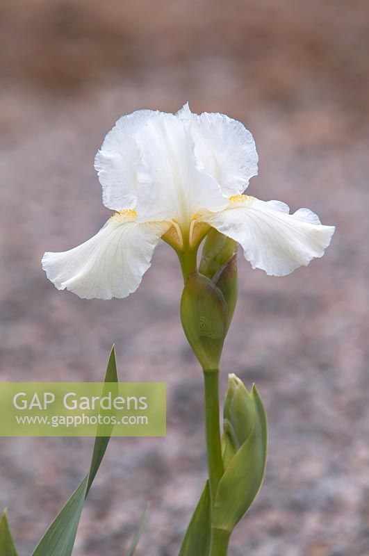 Iris 'Avanelle' - Intermediate Bearded iris. 

