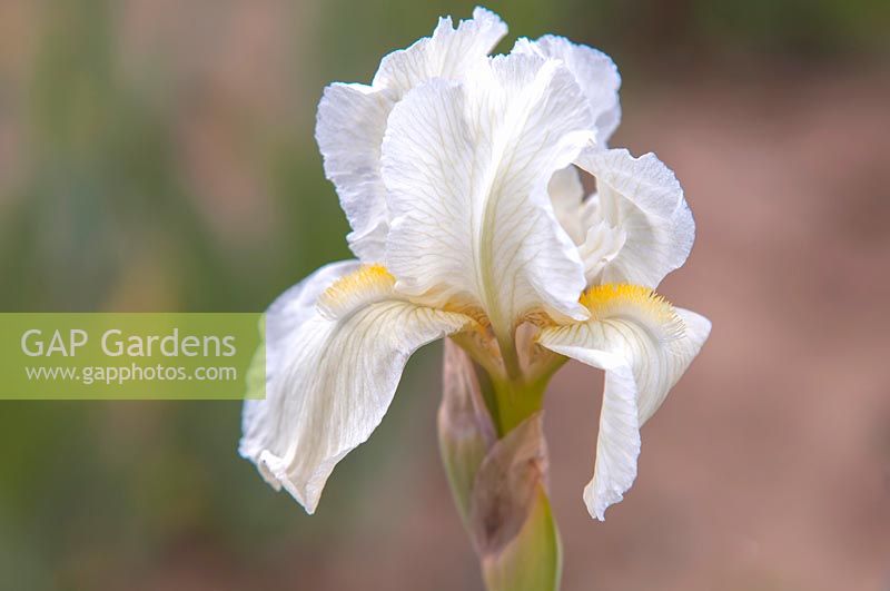 Iris 'Mellite' - Intermediate Bearded iris.

