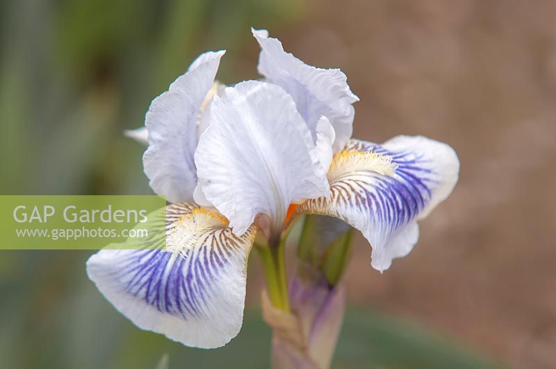Iris 'Blue Asterisk' - Tall Bearded iris.

