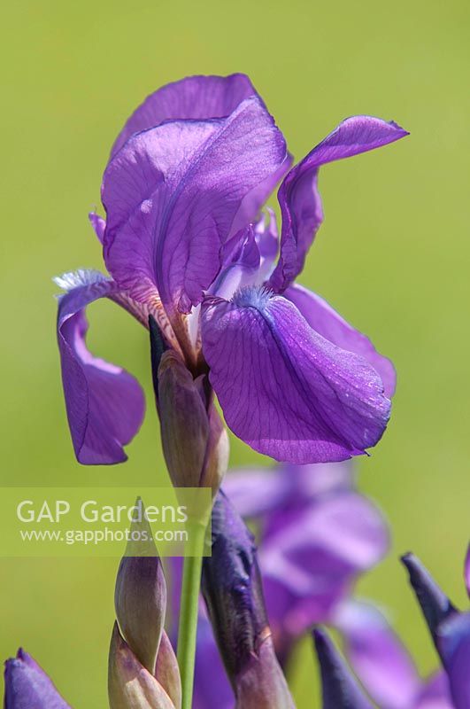 Iris 'nyaradyana' - Tall Bearded Iris.

