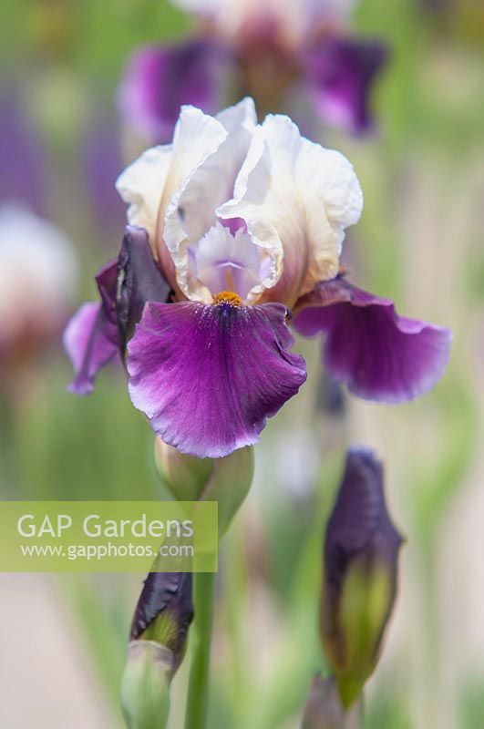 Iris 'Chartres' - Miniature Tall Bearded iris.

