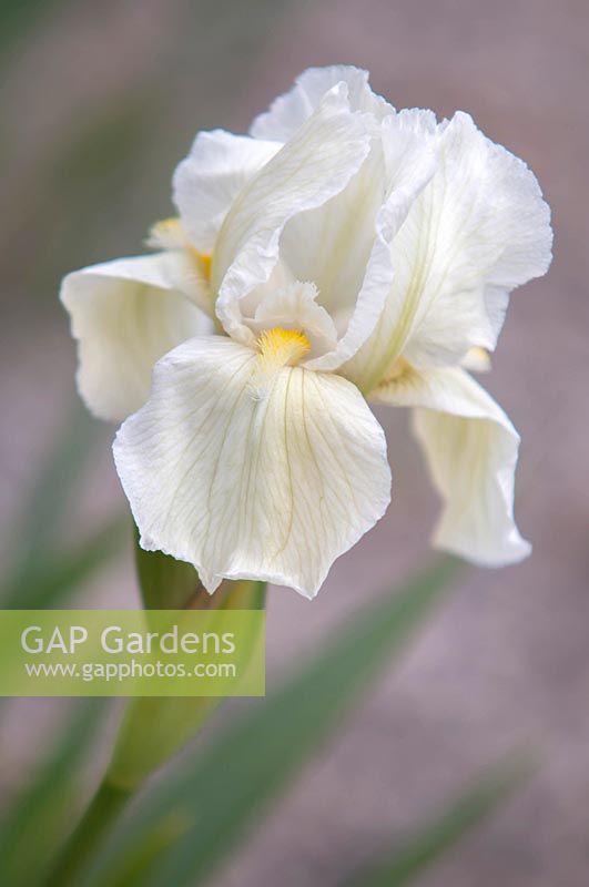 Iris 'Mellite' - Intermediate Bearded iris.

