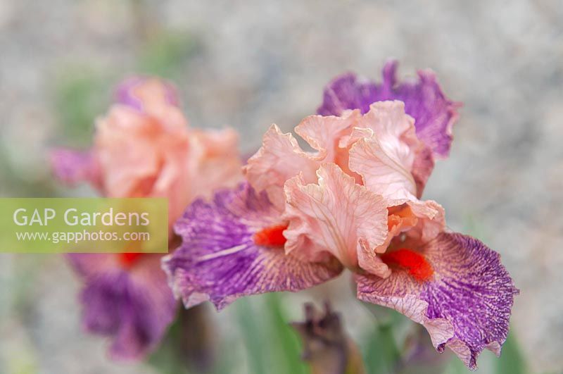 Iris 'Frisky Frolic' - Intermediate Bearded iris.

