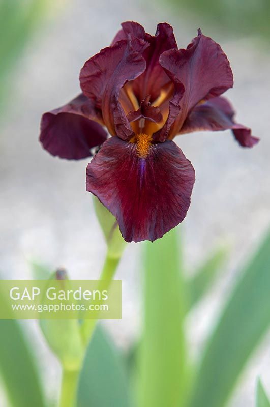 Iris 'Red Zinger' - Intermediate Bearded iris.

