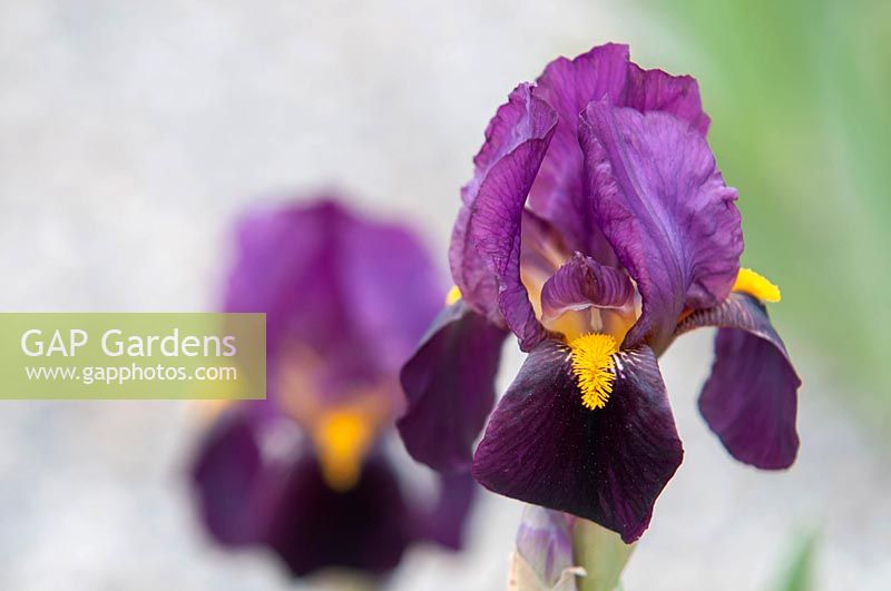Iris 'Ruby Glow' - Intermediate Bearded iris.

